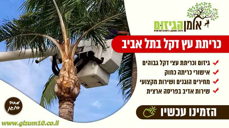 כריתת עץ דקל בתל אביב