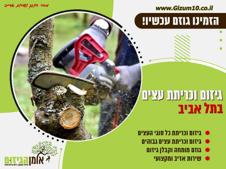 גיזום וכריתת עצים בתל אביב