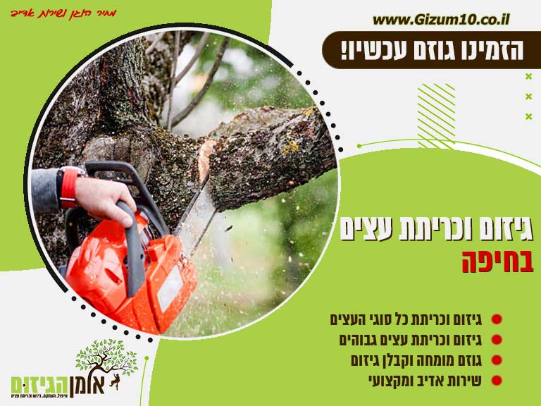 גיזום וכריתת עצים חיפה